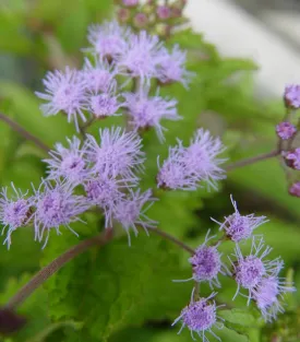 Blue Mistflower (Hardy Ageratum)