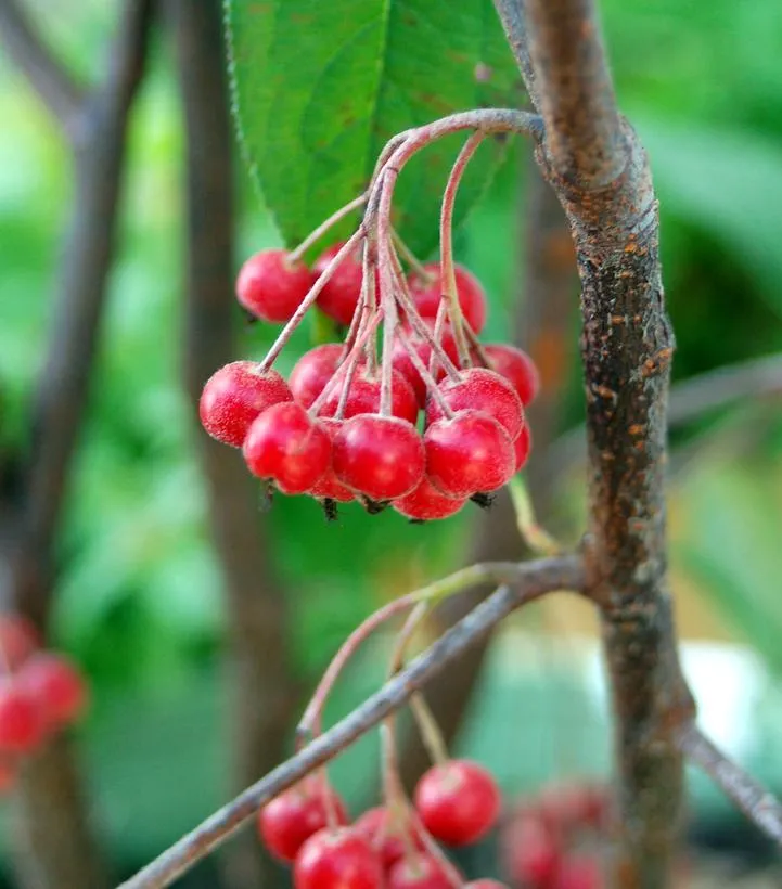 Brilliantissima Red Chokeberry