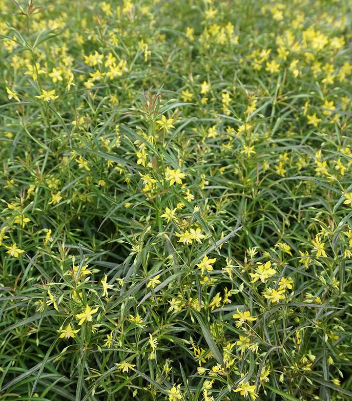 Burgundy Mist Lance-leaved Loosestrife