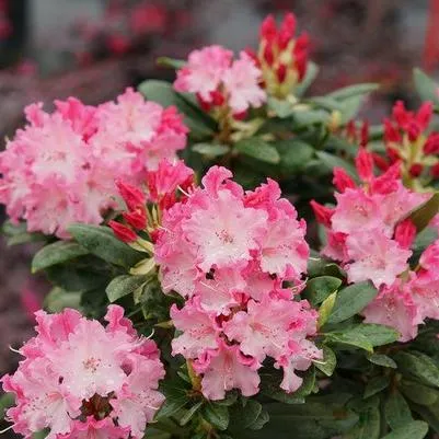 Dandy Man Color Wheel Rhododendron