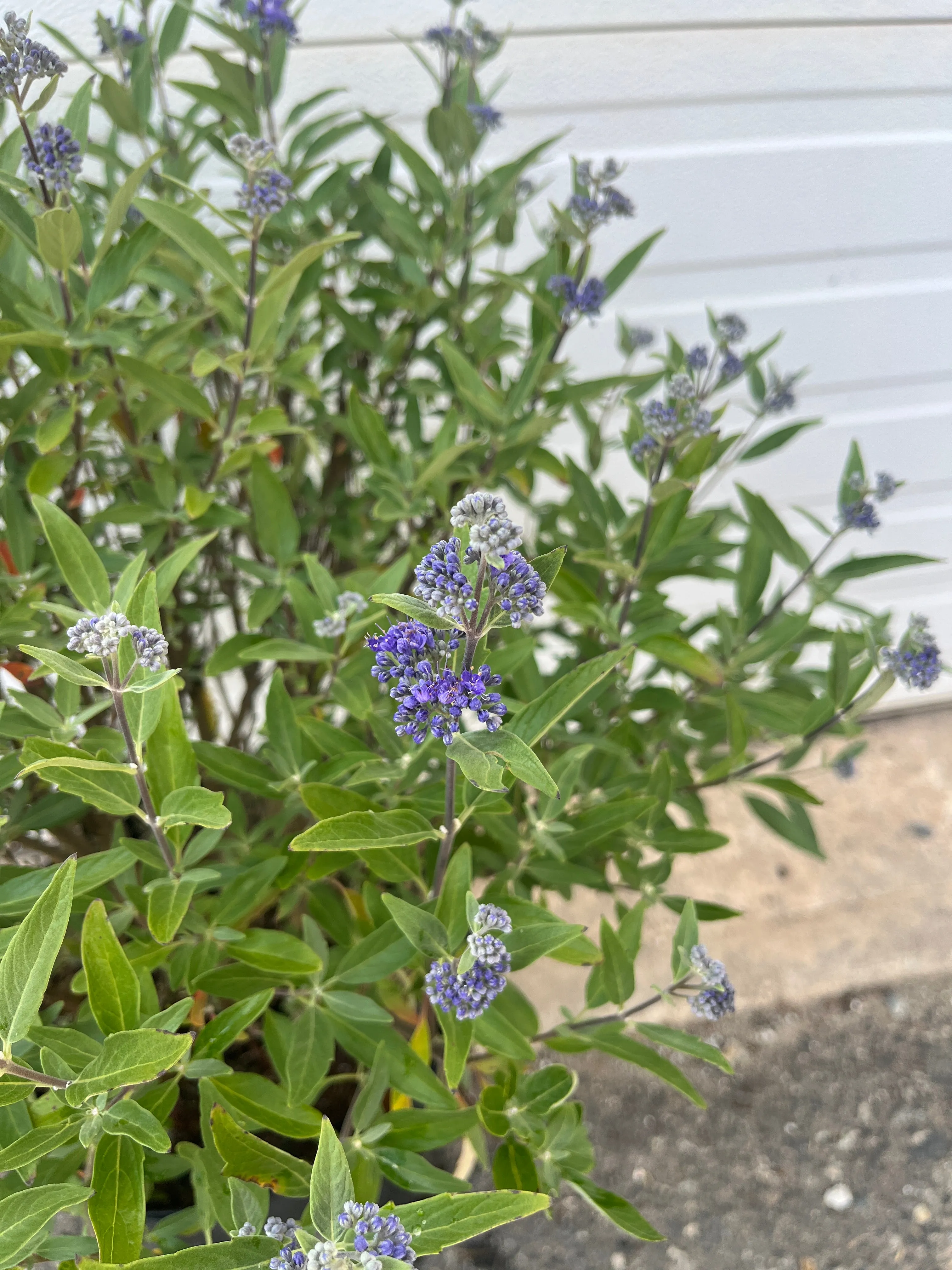 Dark Knight Caryopteris (Bluebeard)