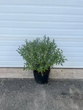 Dark Knight Caryopteris (Bluebeard)