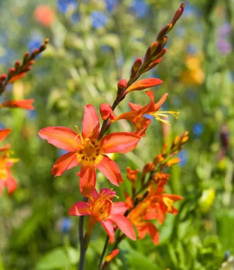 Emily Mckenzie Crocosmia