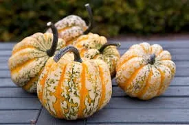 Heirloom Organic Carnival Squash Seeds